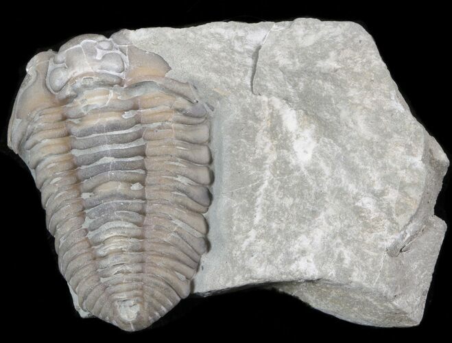 Bargain Flexicalymene Trilobite - Ohio #40749